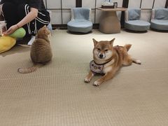 -逗柴咖啡屋·狗咖猫咖宠物桌游