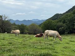 -正宗本溪县羊汤