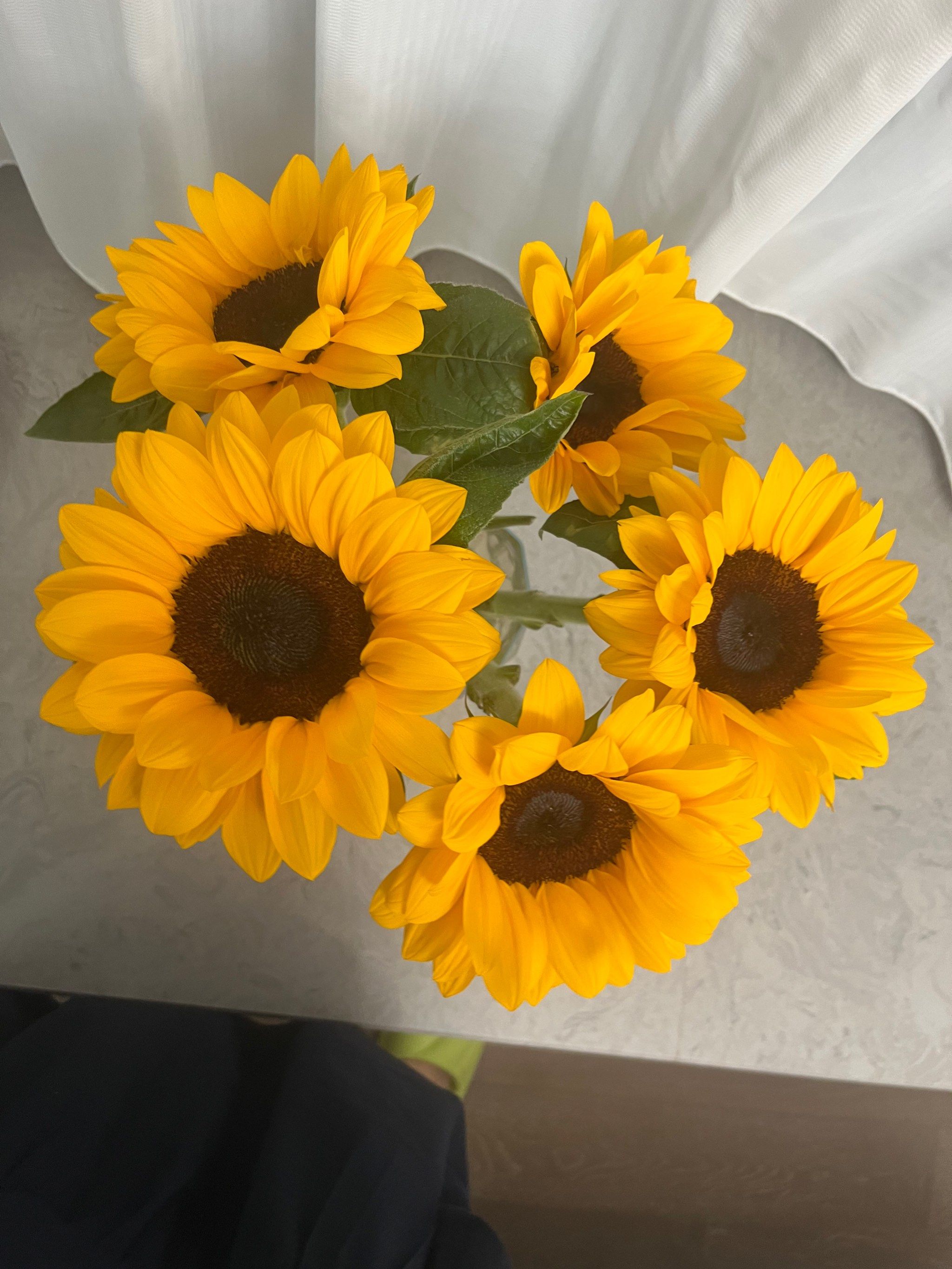 向日葵搭档小清新