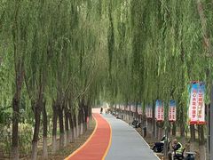 -大兴滨河森林公园