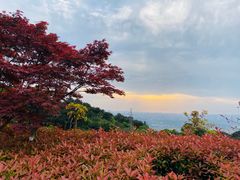 -铁山坪森林公园