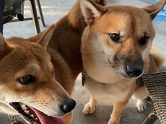 -柴犬高等学院·狗咖·柴犬售卖·宠物训练