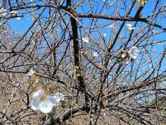 -广州市流溪河国家森林公园