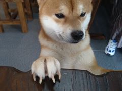-柴源莊·柴小宠柴犬咖啡