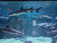 -烟台海昌鲸鲨海洋公园