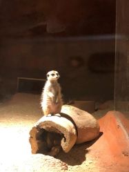 -酷嗒动物文化乐园(cutezoo西溪乐天城店)