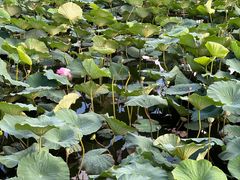 -长春市南湖公园