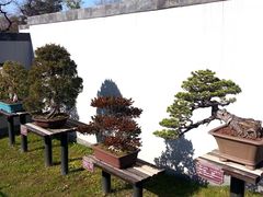 -盆景园(扬州大运河文化旅游度假区)