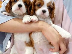 -萌宠之家·腊肠犬·马尔泰·小体犬舍