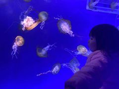 -海合安武汉极地海洋公园
