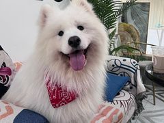 -星多哈·狗咖·拼豆·咖啡