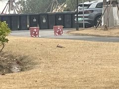 -春花秋色城市公园