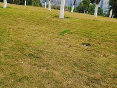 -重庆市江北嘴中央商务区中央公园