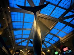 -美国自然历史博物馆