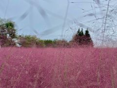 -羊亭河湿地公园