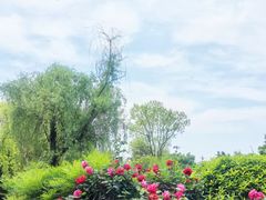 -铁山坪森林公园