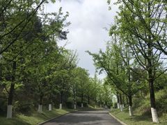 -铁山坪森林公园