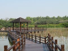 -大湾区中央湿地公园