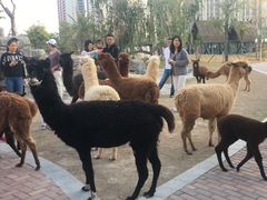 -灵玲国际马戏城