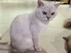 -Heymao猫咖.咖啡厅(东门店)