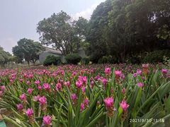 -松山湖梦幻百花洲