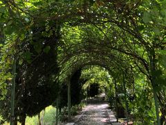 -合肥滨湖国家森林公园