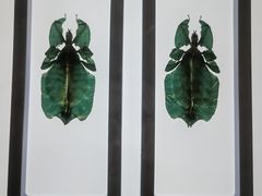 -上海昆虫博物馆