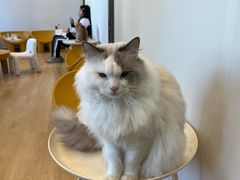 -有喵·猫咖·狗咖·40+猫狗有小奶狗(岗厦店)