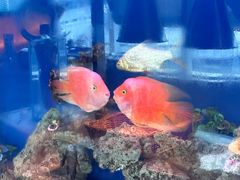 -黄金海景大酒店-旋转餐厅