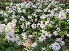 -仁和公园(顺义区)