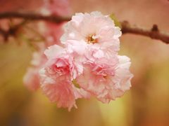 -天适樱花悠乐园