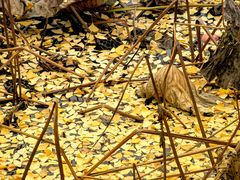 -四川大学(华西校区)