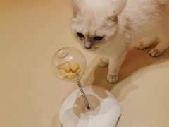 -三花喵·撸猫购宠·宠物生活馆(虹桥南丰城店)