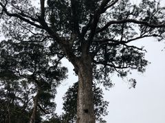 -海南热带雨林国家公园吊罗山景区