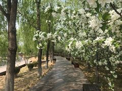 -大兴滨河森林公园