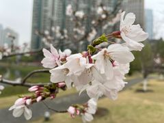 -西北湖绿化广场