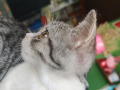 -喵店&猫咖