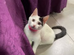 -蜀膳坊(洪公祠小区店)