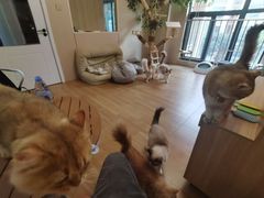 -唐小姐の私宠·宠物洗护美容·撸猫馆·购宠(周浦万达旗舰店)