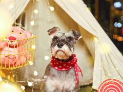 -超宠爱宠物摄影-Super pet