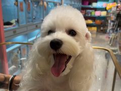 -FAELING PETS美天灵宠物(合生汇店)