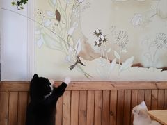 -猫的茶·猫咖