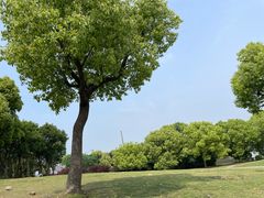 -广富林郊野公园