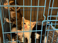 -御宝贝·A梦猫科宠物医院(国际猫友好医院)