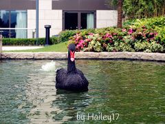 -行者书屋大堂吧 ·下午茶(南京圣和府邸酒店)