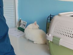 -瑞派福兴宠物医院犬猫全科·骨科·中西医结合(河东店)