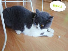 -猫音日语留学培训