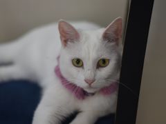 -鼓捣猫呢主题猫咖店