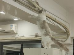 -有喵·猫咖·狗咖·30几只猫10只小狗(岗厦店)
