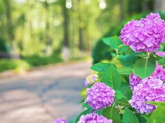 -合肥滨湖国家森林公园